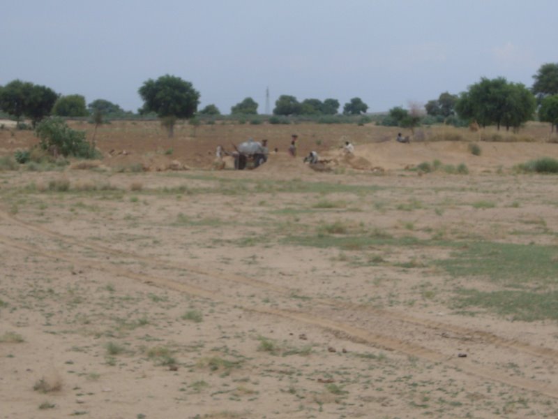 Travel - India - Rajasthan - Desert Camel Trip - Camel Safari